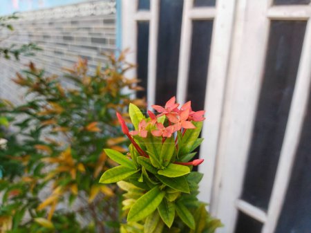 Foto de Las hermosas flores de la planta en el jardín - Imagen libre de derechos