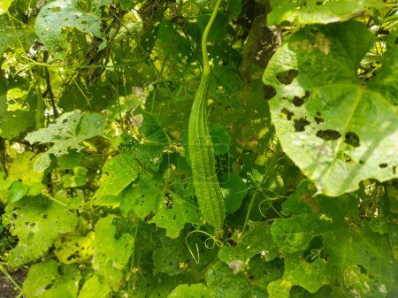 Téléchargez les photos : Concombre frais poussant dans le jardin - en image libre de droit
