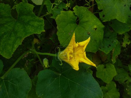 Téléchargez les photos : Gros plan d'une fleur poussant dans le jardin - en image libre de droit