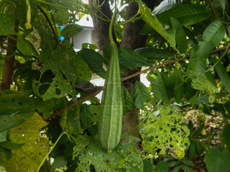 Téléchargez les photos : Gros plan d'un bouquet de papaye verte et noire sur un arbre dans la forêt, fruits tropicaux - en image libre de droit