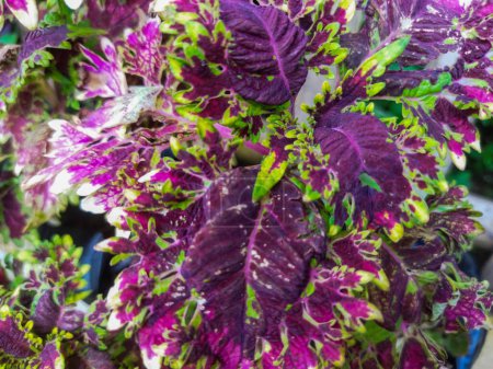 Il existe de nombreux types de plantes de miana, y compris ce miana violet