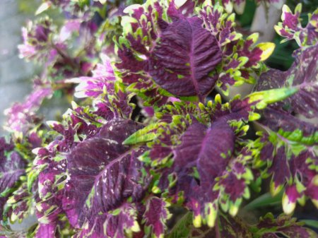 violette und grüne Blätter einer Pflanze