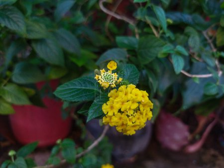 a closeup shot of yellow flowers in the garden