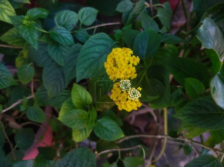 Téléchargez les photos : Fleur jaune sur l'herbe verte - en image libre de droit