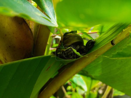 Bananenfrucht auf Bananenblatt in der Natur