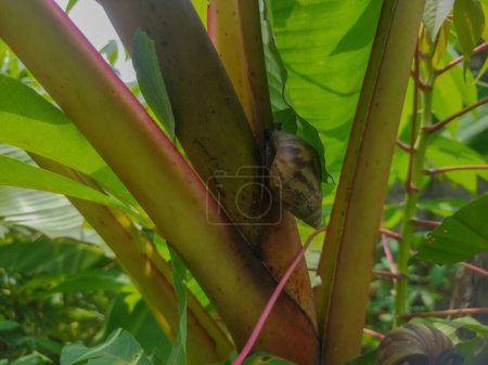 Bananenblatt mit Bananenbaum