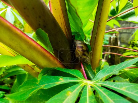 Bananenblatt, tropisches Bananenblatt