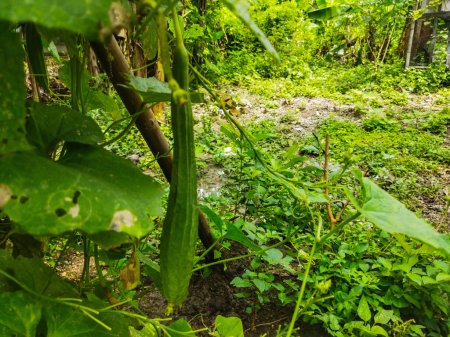 Téléchargez les photos : Feuilles vertes dans la forêt - en image libre de droit