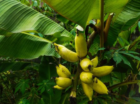Musa paradisiaca has green fruit when unripe, and yellow when ripe. banana fruit.