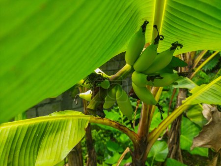 Musa paradisiaca tiene fruta verde cuando no está madura, y amarilla cuando está madura. frutos de plátano.