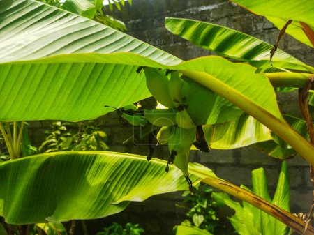Musa paradisiaca has green fruit when unripe, and yellow when ripe. banana fruit.