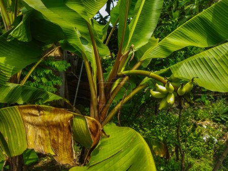 Musa paradisiaca a des fruits verts à maturité et jaunes à maturité. fruits de banane.
