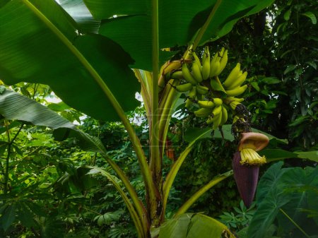Musa paradisiaca hat grüne Früchte, wenn sie unreif ist, und gelbe, wenn sie reif ist. Bananenfrucht.