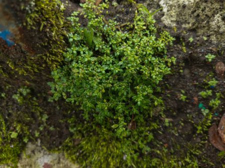 Pilea microphylla es una planta silvestre que vive en lugares frescos.