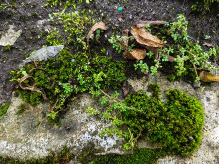 Pilea microphylla es una planta silvestre que vive en lugares frescos.