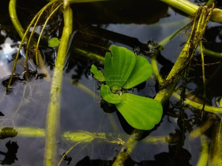 Photo for Pistia stratiotes plants are suitable for fish to live in. - Royalty Free Image