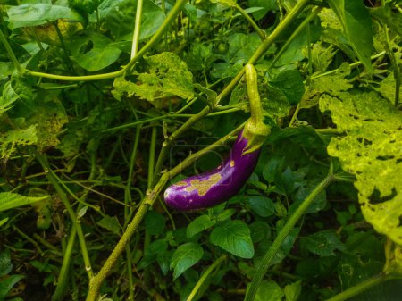 Solanum melongena vegetal es púrpura y tiene una forma alargada.