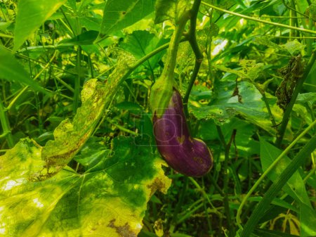 Solanum melongena vegetable is purple and has an elongated shape.