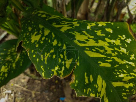 Aglaonema ist eine Zierpflanze mit schönen Blättern. Die Blätter haben eine Kombination aus grünen und weißen Punkten.