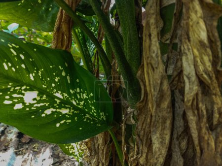 Aglaonema est une plante ornementale qui a de belles feuilles. Les feuilles ont une combinaison de taches vertes et blanches.