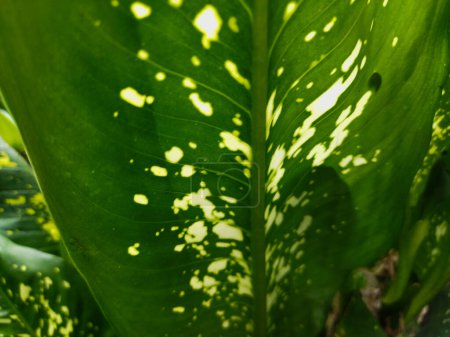 Photo for Aglaonema is an ornamental plant that has beautiful leaves. The leaves have a combination of green and white spots. - Royalty Free Image