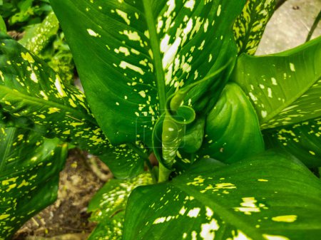 Aglaonema is an ornamental plant that has beautiful leaves. The leaves have a combination of green and white spots.