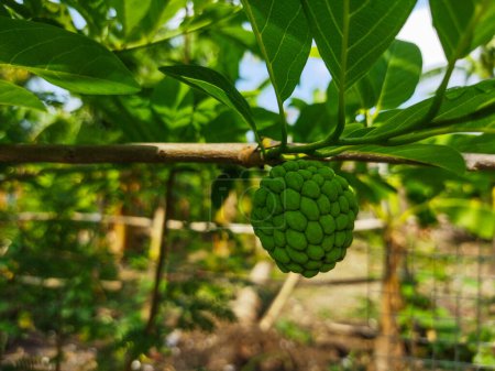 The fruit, leaves and flowers of the Annona squamosa plant are green and yellow.