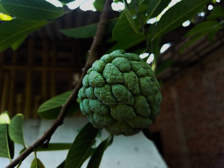 The fruit, leaves and flowers of the Annona squamosa plant are green and yellow.