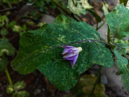 La plante Solanum melongena a des feuilles vertes et des fleurs violettes.