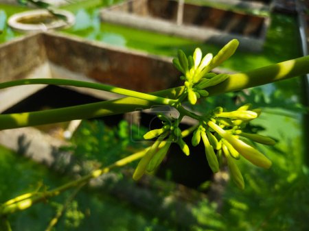 The flowers of the Carica papaya plant are slightly yellowish white