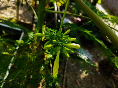 Die Blüten der Carica-Papaya-Pflanze sind leicht gelblich-weiß