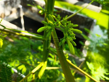 Téléchargez les photos : Les fleurs de la plante de papaye Carica sont légèrement blanc jaunâtre - en image libre de droit