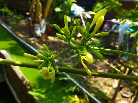 The flowers of the Carica papaya plant are slightly yellowish white