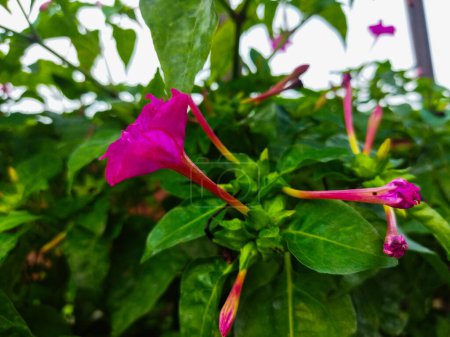Mirabilis jalapa flowers are red, leaves are green, and have black seeds.