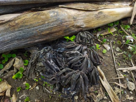 Dead banana trees will rot and turn brown or black