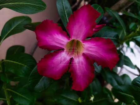 The Adenium obesum plant has red flowers and large, numerous roots.