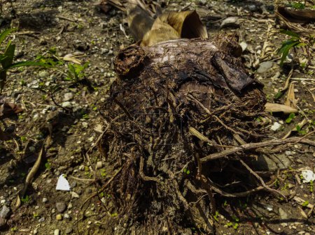 Dead banana trees will rot and turn brown or black