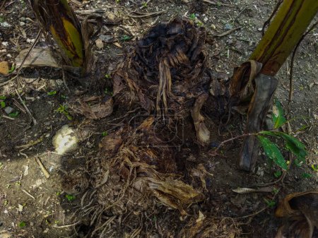 Tote Bananenbäume verrotten und werden braun oder schwarz