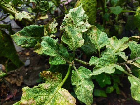 Solanum melongena leaves are green and look like white hairs.
