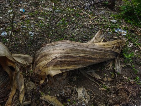 Tote Bananenbäume verrotten und werden braun oder schwarz