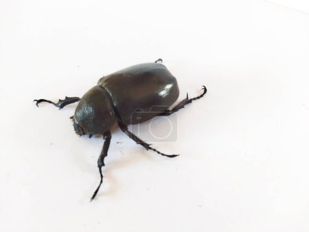 The male Asiatic rhinoceros beetle has horns like a rhinoceros