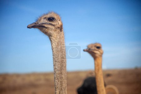 Two ostriches basking in the sunlight, captured in a portrait.