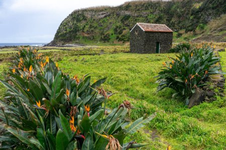 A typical Azorean house built with volcanic black rock amidst a plantation of bird-of-paradise flowers.