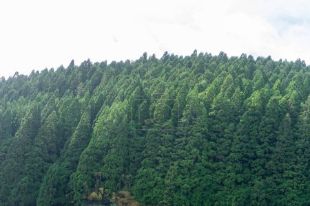 Foto de Bosque de cedro en la isla Terceira, Azores. Serena belleza de exuberante vegetación en el corazón del Atlántico. - Imagen libre de derechos