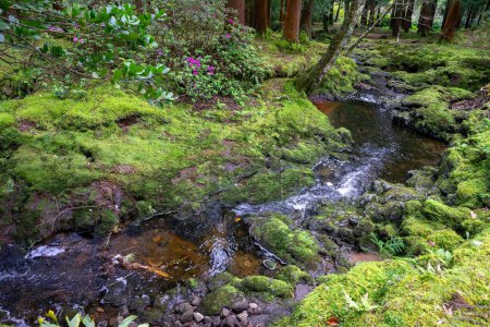 Serene stream meandering through lush vegetation on Terceira Island, Azores.