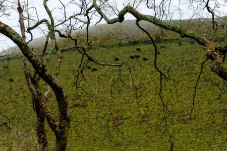 Foto de Toros pastando en las laderas de un volcán en la isla de Terceira, Azores. Una impresionante mezcla de naturaleza y agricultura. - Imagen libre de derechos