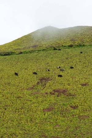 Foto de Toros pastando en las laderas de un volcán en la isla de Terceira, Azores. Una impresionante mezcla de naturaleza y agricultura. - Imagen libre de derechos