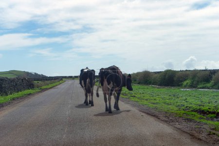 Foto de Escena idílica de vacas lecheras caminando por una carretera en la isla de Terceira, Azores, guiadas por un tractor. - Imagen libre de derechos