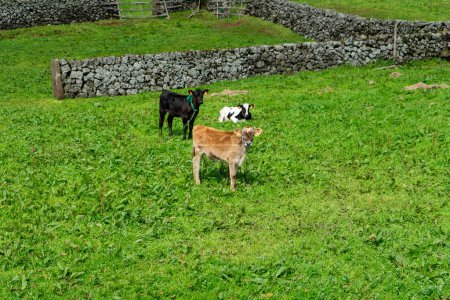 Foto de Tres vacas jóvenes pastando pacíficamente en un exuberante pasto verde típico de la isla Terceira, Azores. - Imagen libre de derechos