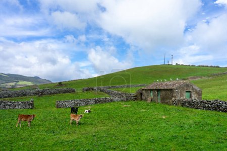 Drei junge Kühe grasen auf einer saftigen Weide mit einem traditionellen Haus von der Insel Terceira, Azoren, und Möwen auf dem Dach.